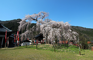 泰雲寺